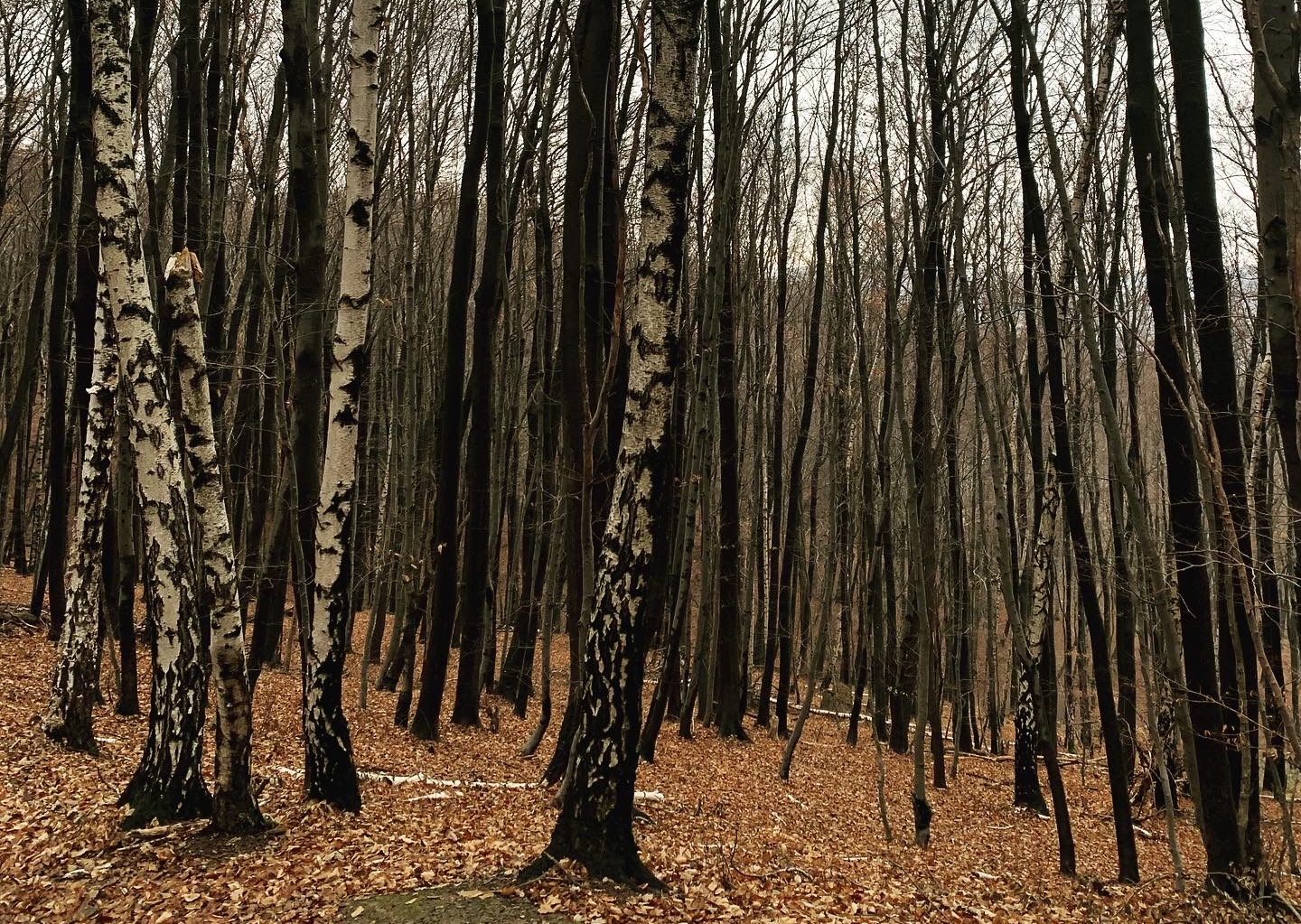 Bauingenieur Südtirol